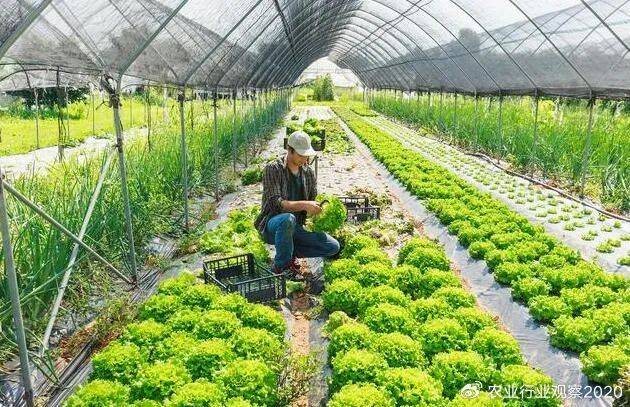 最新的种植作物，探索未来农业的新领域